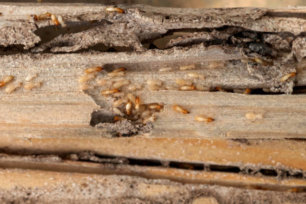 Best Residential Pest Control  in Palmetto Estates, FL